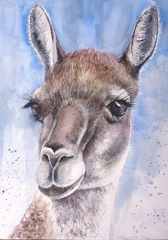 Retrato de Guanaco